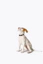 Podenco puppy dog Ã¢â¬â¹Ã¢â¬â¹waiting for his treat after being commanded to sit on white background.